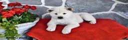 Shiba Inu dogs for sale: Oliver - Ad 2