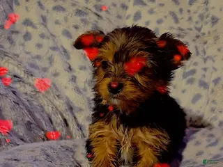 Yorkshire Terrier dogs Yorkshire Terrier Boy 1 - Ad 12