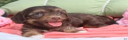 Cavapoo dogs for sale: Poem  - Ad 6
