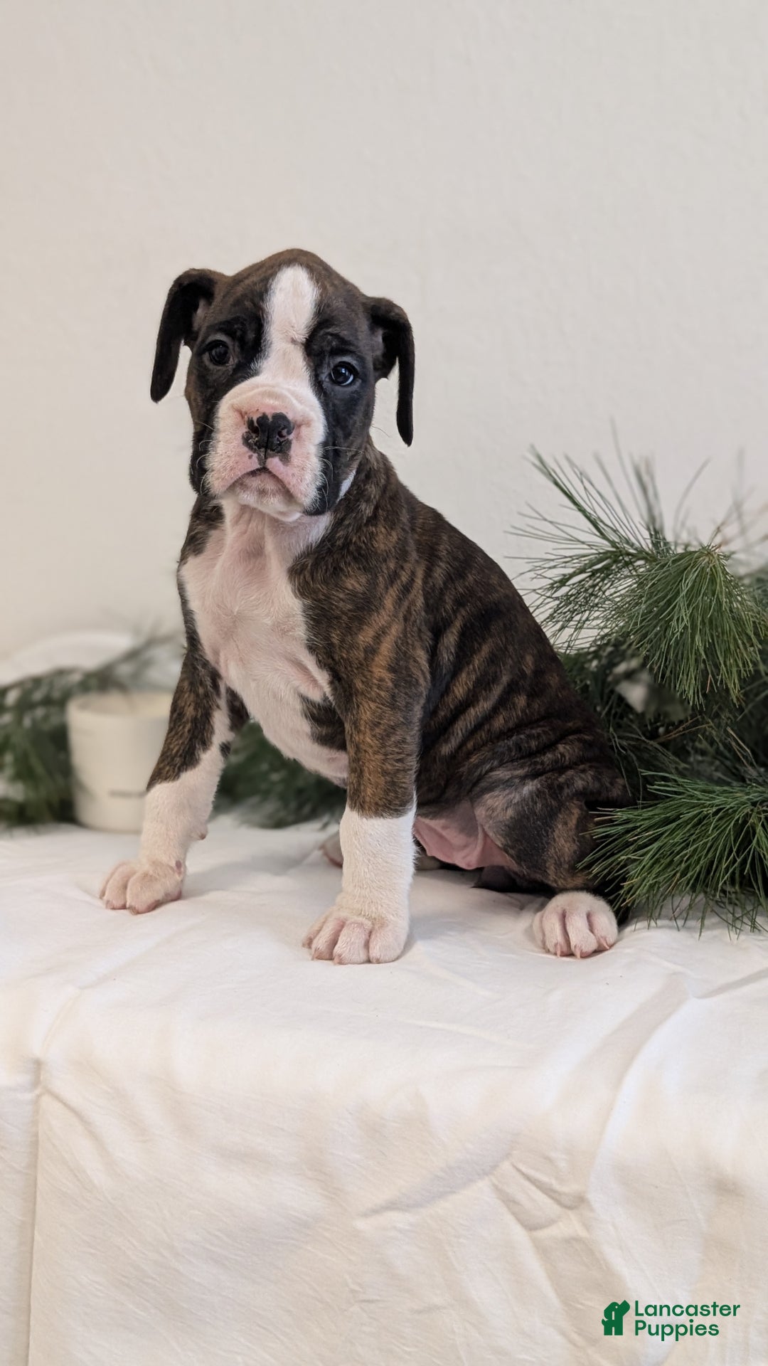 Boxer dogs for sale: Fifi - Ad 3