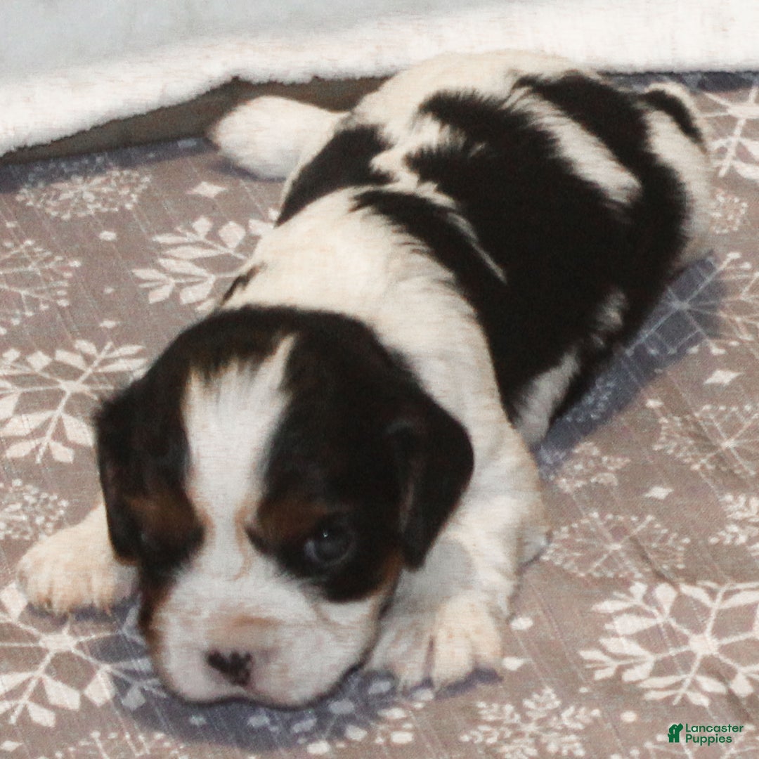 Cavalier King Charles Spaniel dogs for sale: Congo - Ad 4
