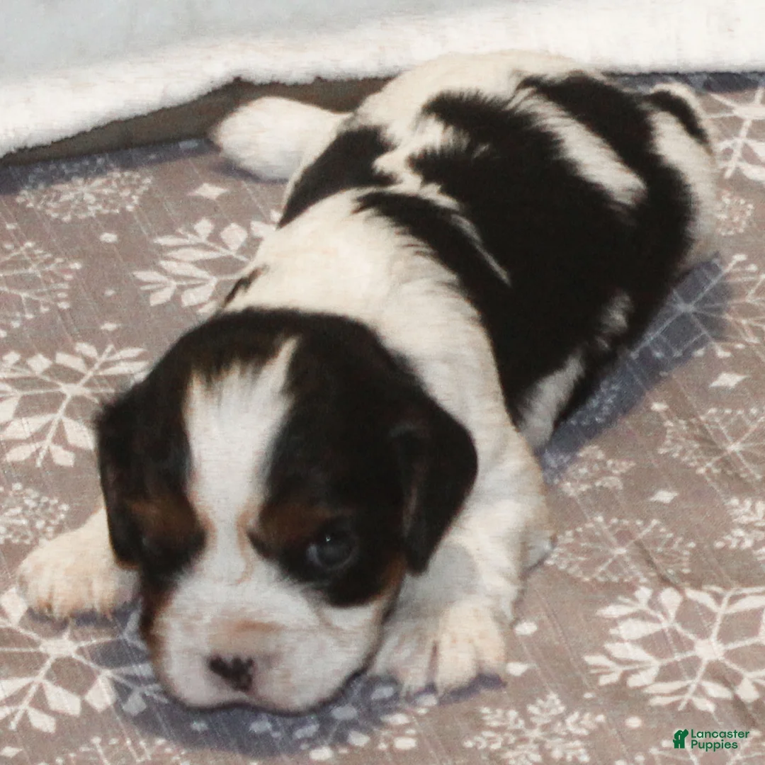Cavalier King Charles Spaniel dogs for sale: Congo - Ad 10