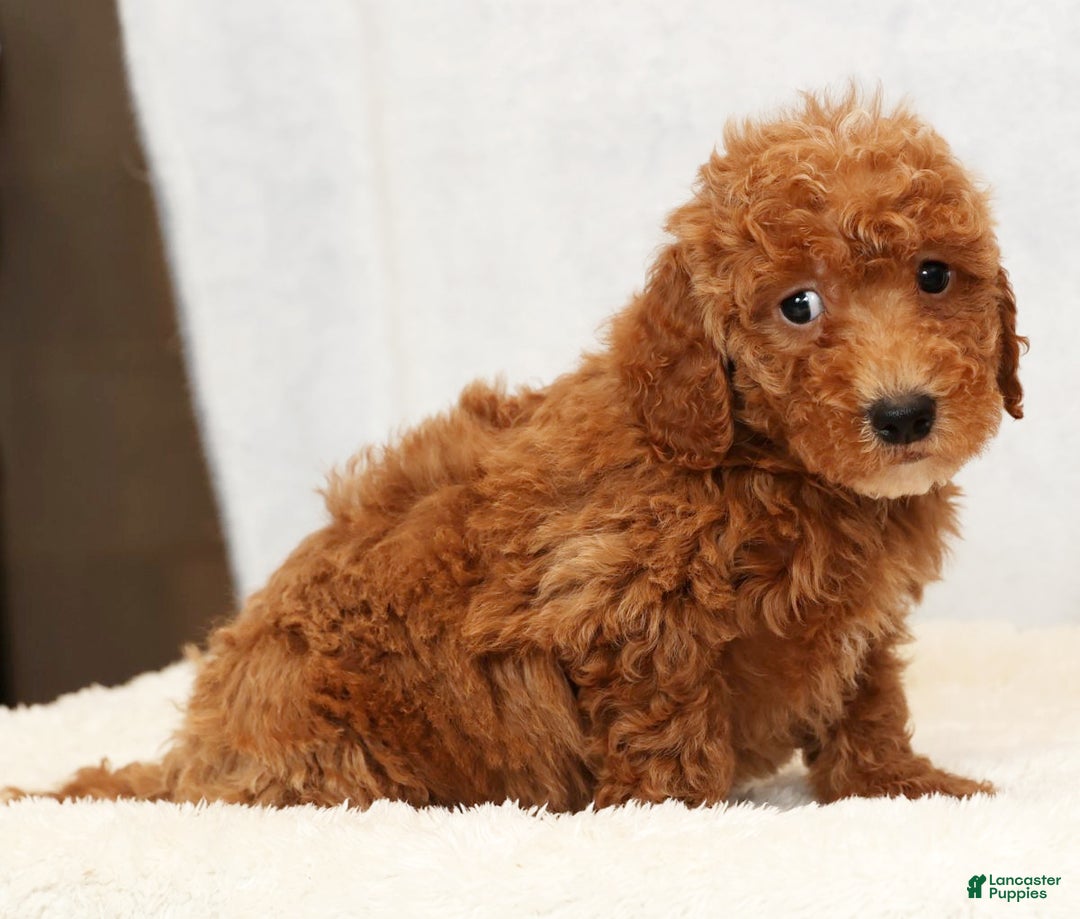 Bichpoo dogs for sale: Ethan - Ad 8