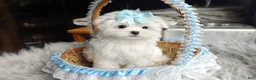 Maltese dogs for sale: Korean Teddybear Polar - Ad 6