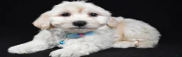 Maltipoo dogs for sale: Tommy - Ad 3