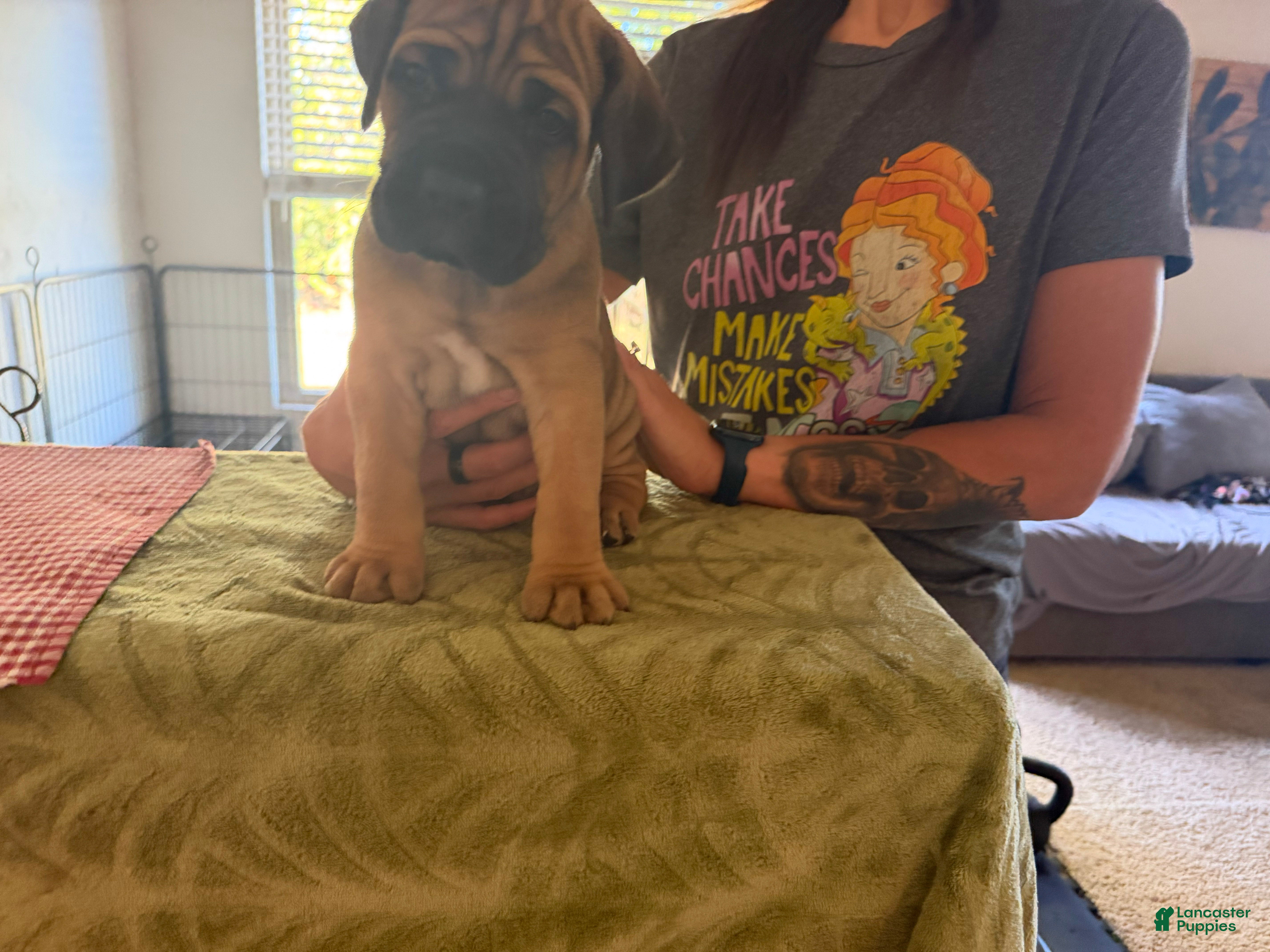 Cane Corso dogs GOLDIE  - Ad 42