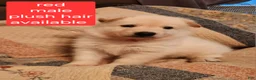 German Shepherd dogs for sale: German Shepherd Puppy 1 - Ad 6