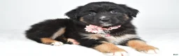 Miniature Australian Shepherd dogs for sale: Skye - Ad 8