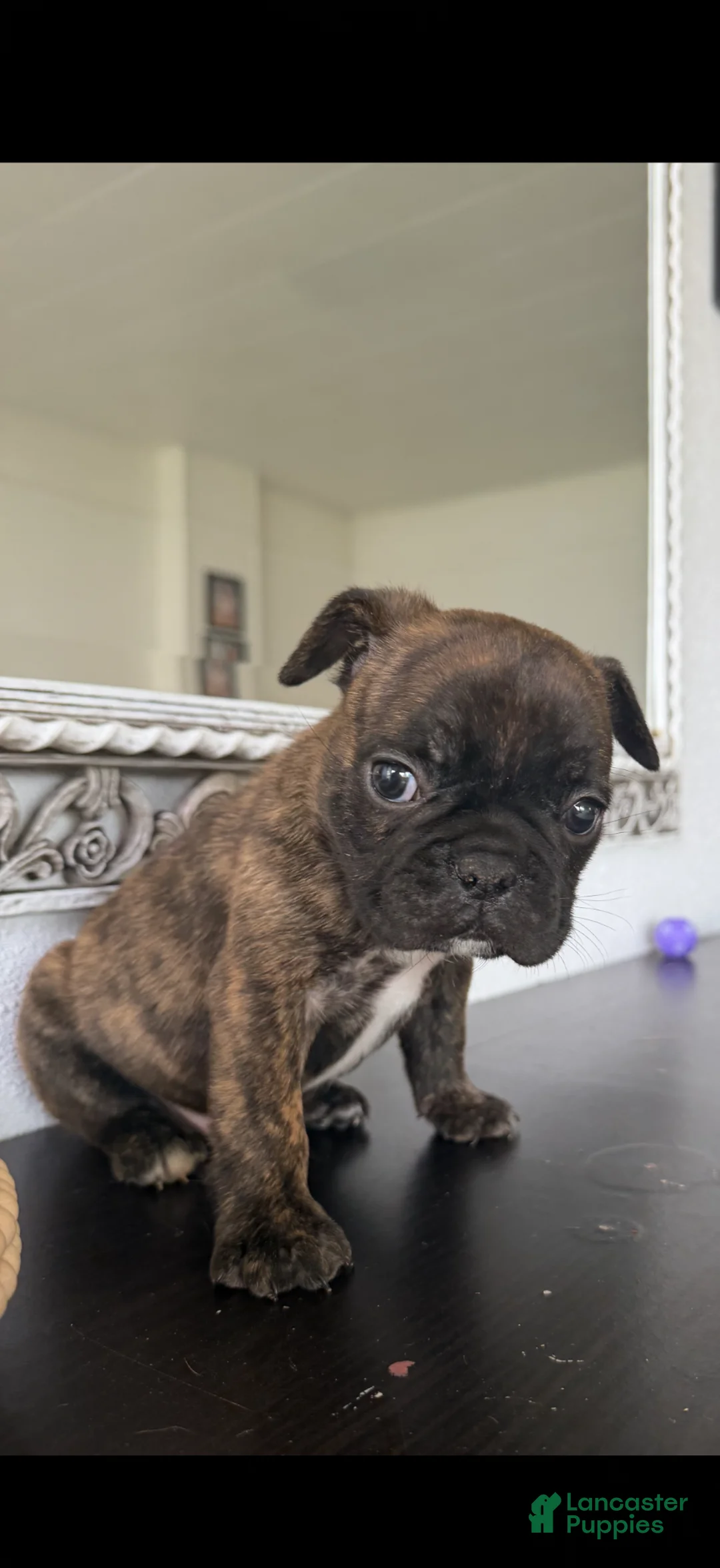 French Bulldog dogs for sale: French Bulldog Puppy 1 - Ad 2