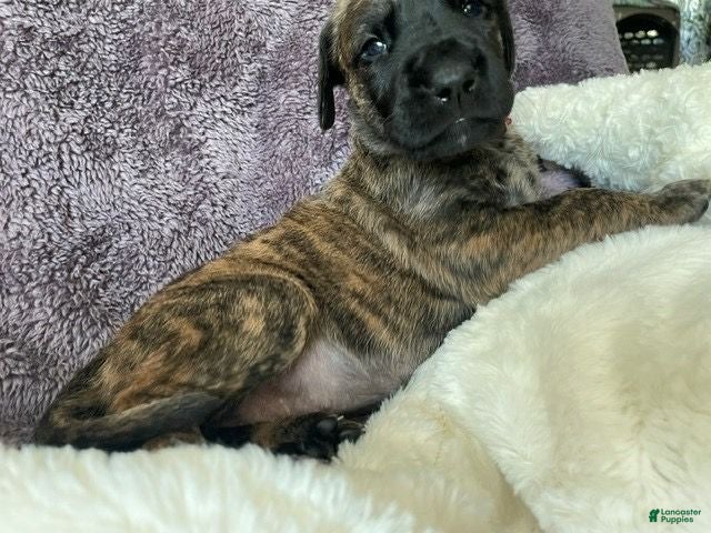 Mixed Breed dogs Red - Ad 2