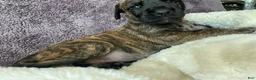 Mixed Breed dogs for sale: Red - Ad 2