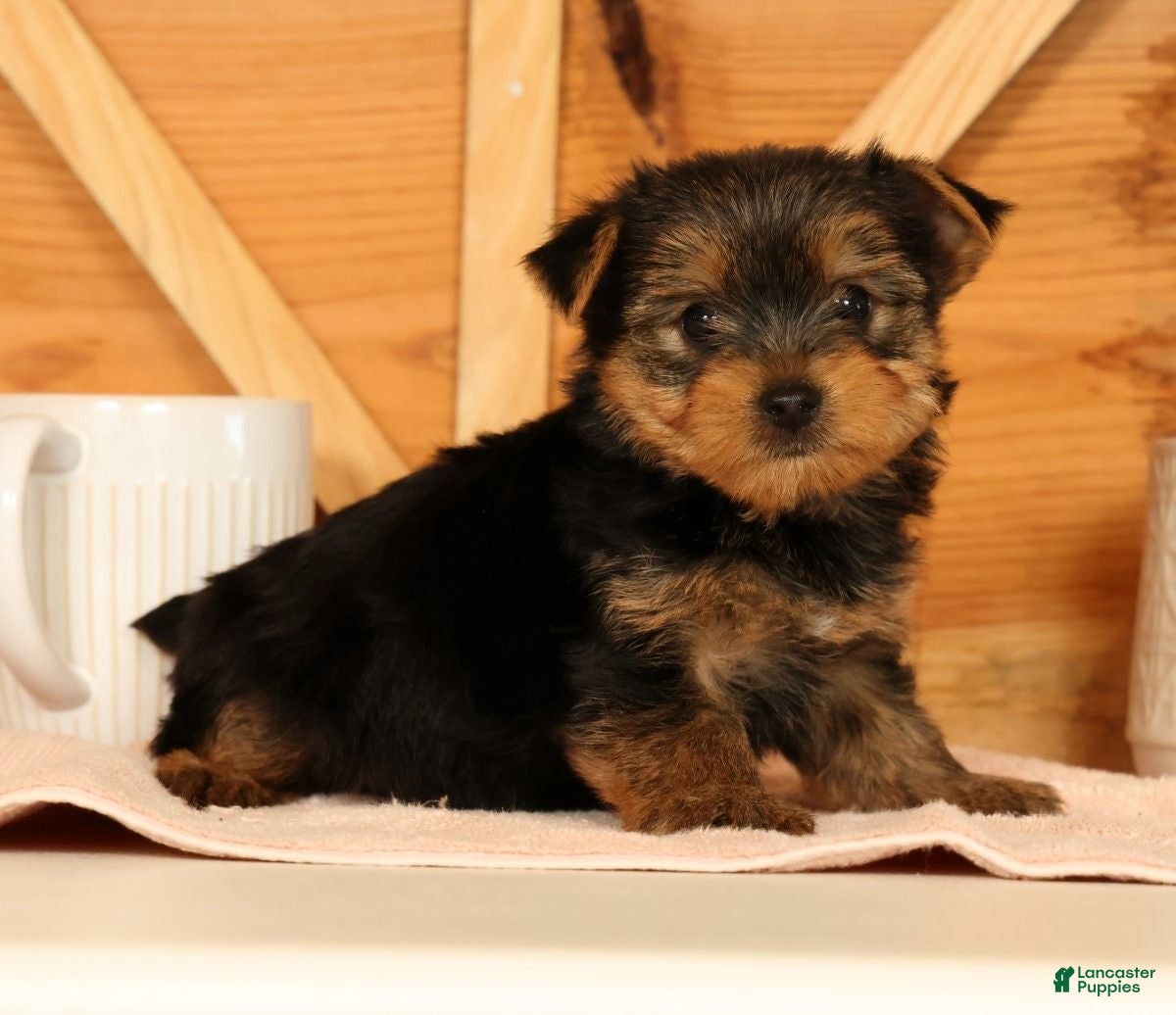 Yorkshire Terrier dogs Vinnie - Ad 2
