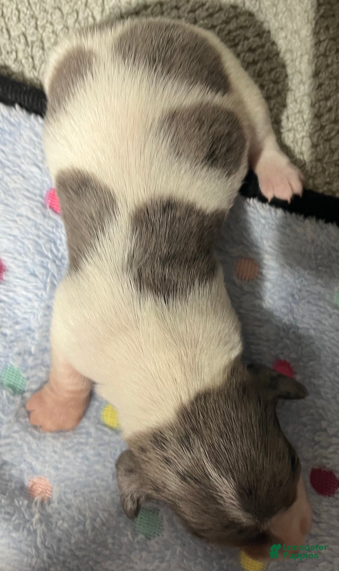 Miniature Dachshund dogs for sale: Miniature Dachshund Puppy 1 - Ad 4