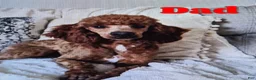 Bernedoodle dogs for sale: Lacy - Ad 6