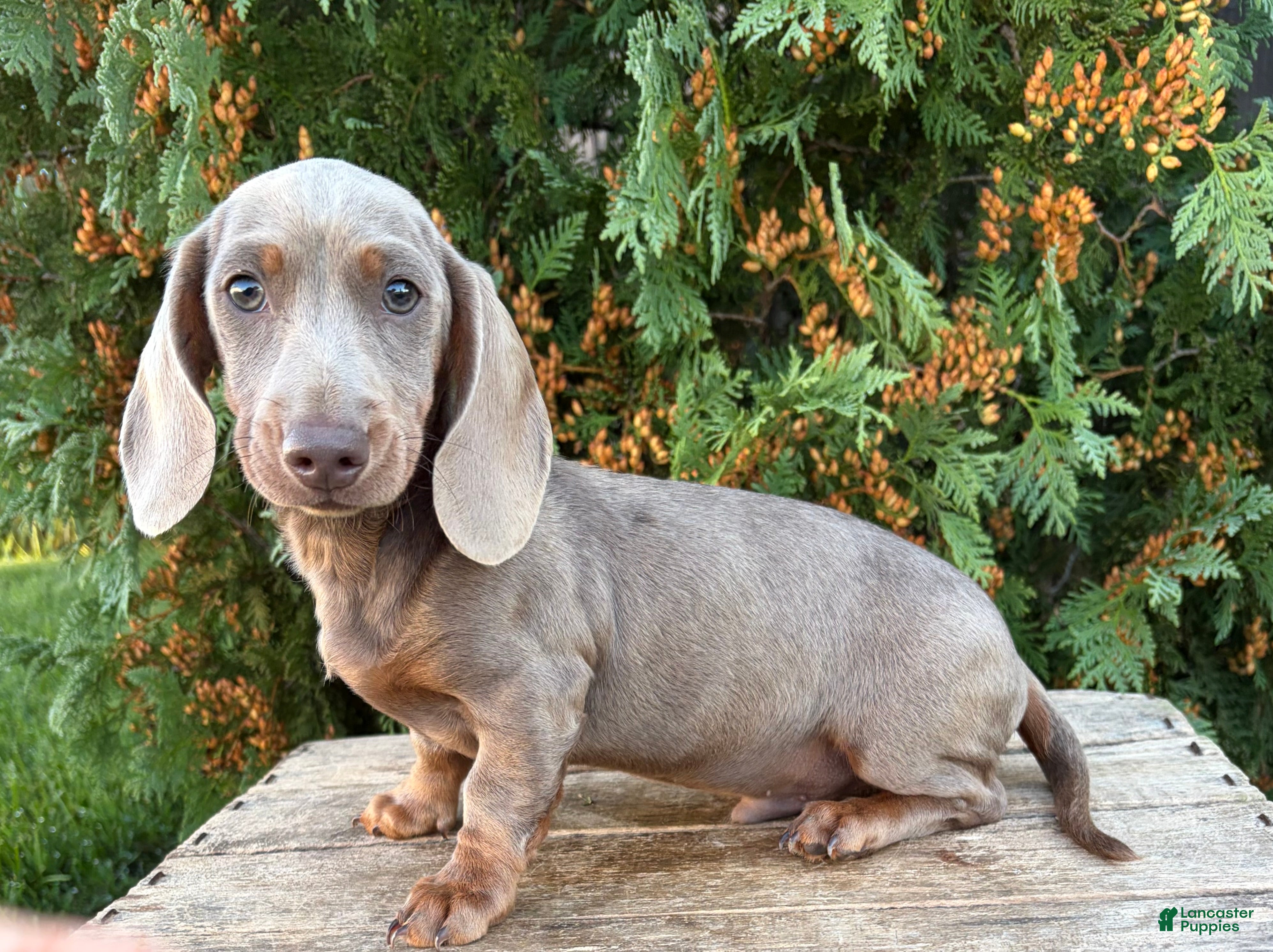 Miniature Dachshund dogs Briggs - Ad 1