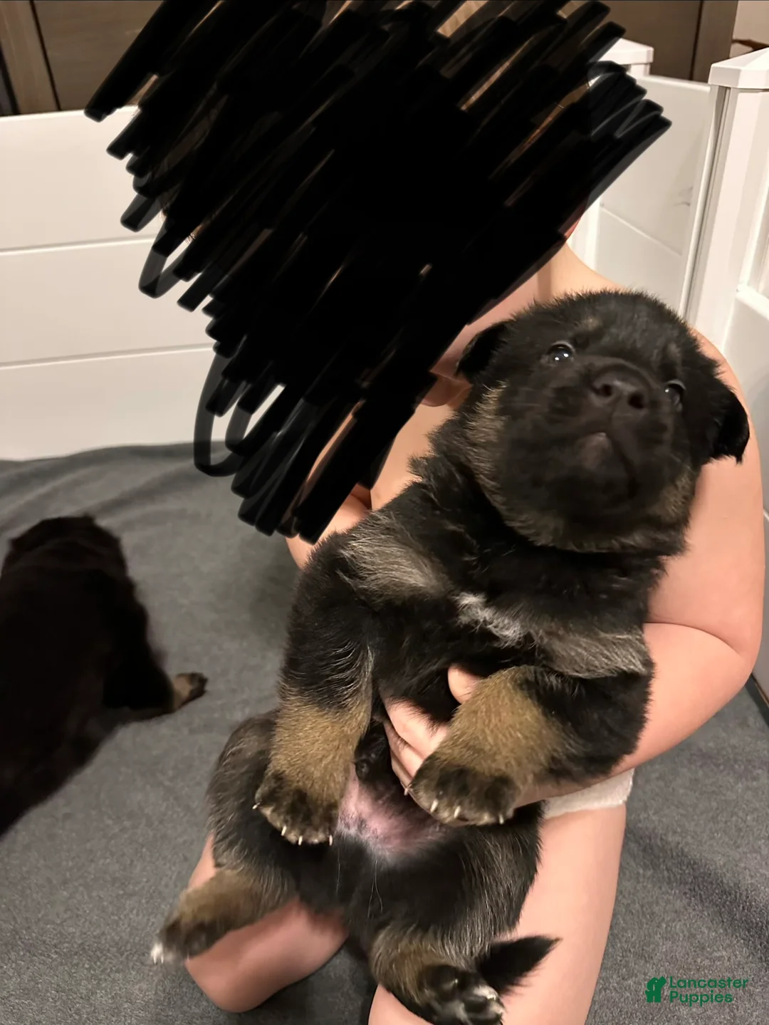 German Shepherd dogs for sale: German Shepherd Puppy 5 - Ad 1