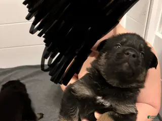 German Shepherd dogs for sale: German Shepherd Puppy 5 - Ad 4