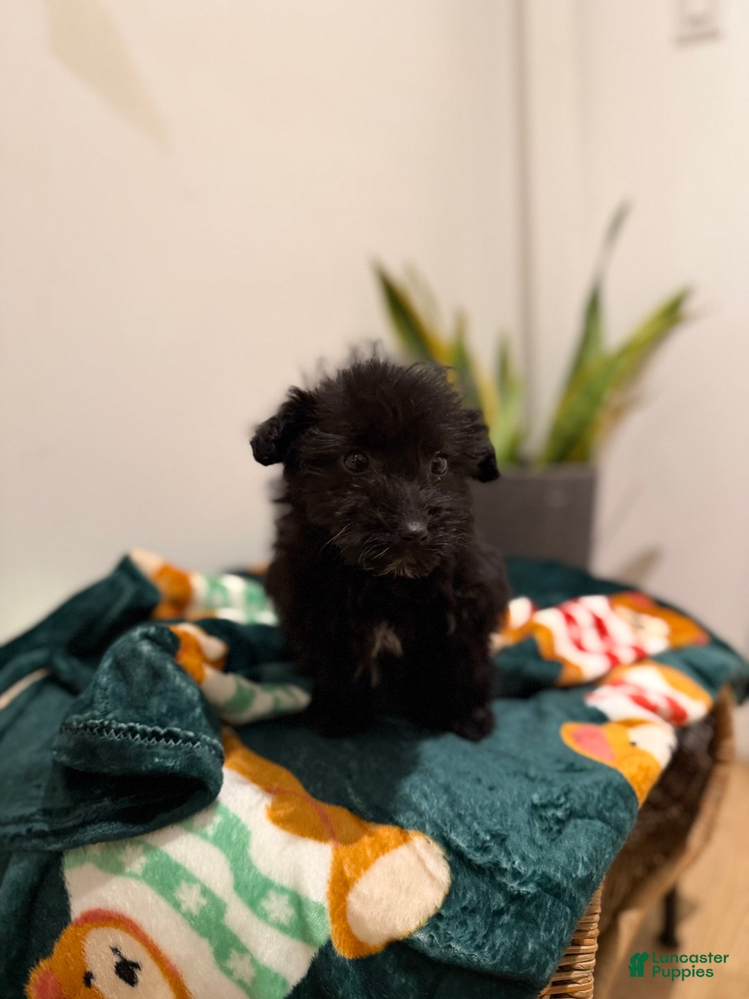 Corgipoo dogs for sale: Nyla - Ad 1