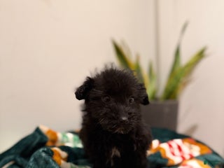 Corgipoo dogs Nyla - Ad 2