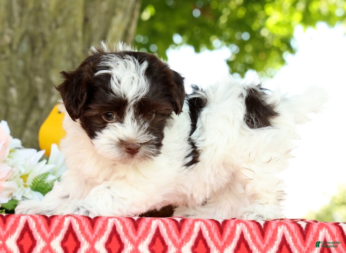 Havanese dogs for sale: Lucky - Ad 2