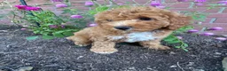 Miniature Poodle dogs for sale: Hazel - Ad 3