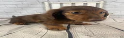 Miniature Dachshund dogs for sale: Emma - Ad 10