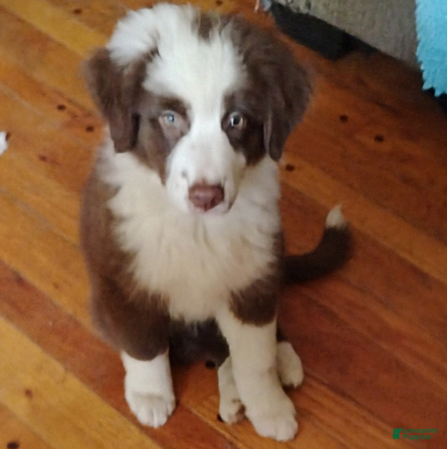 Australian Shepherd dogs Iris - Ad 1