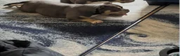 American Bulldog dogs for sale: Rocky - Ad 4