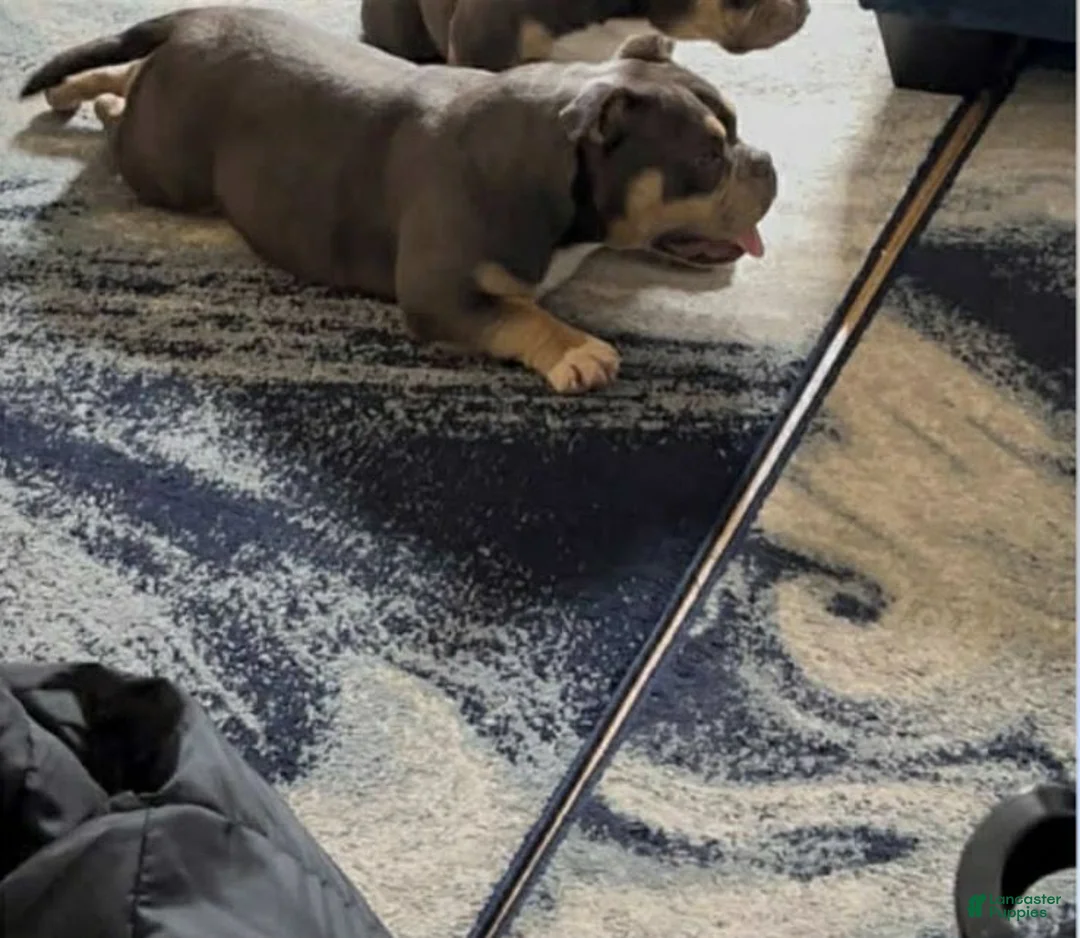 American Bulldog dogs for sale: Rocky - Ad 4