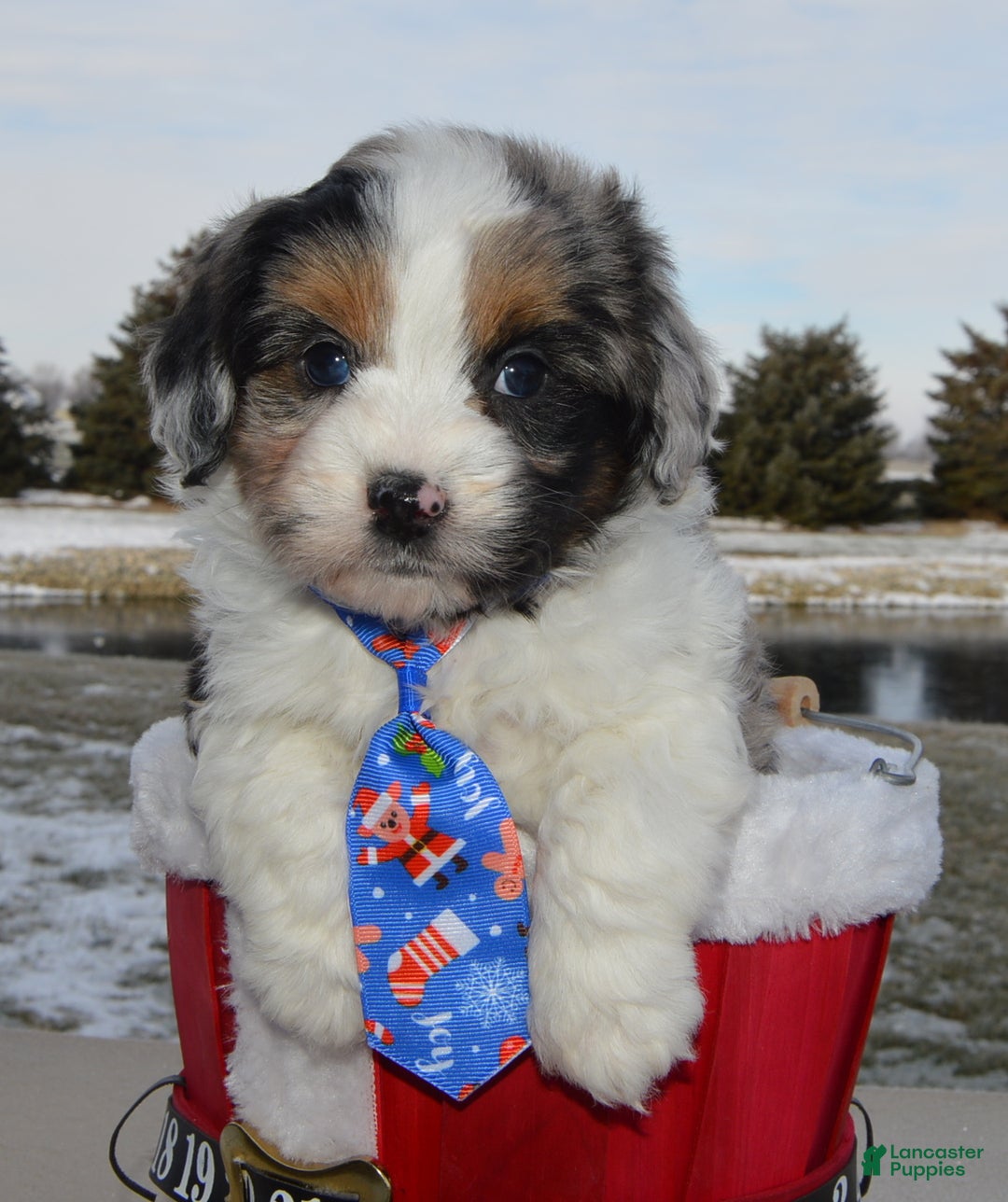 Mini Aussiedoodle dogs for sale: Toy Ace - Ad 14