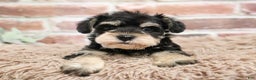 Miniature Schnauzer dogs for sale: Harriet  - Ad 4