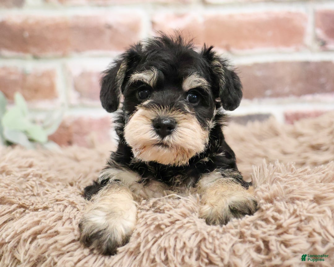 Miniature Schnauzer dogs for sale: Harriet  - Ad 4
