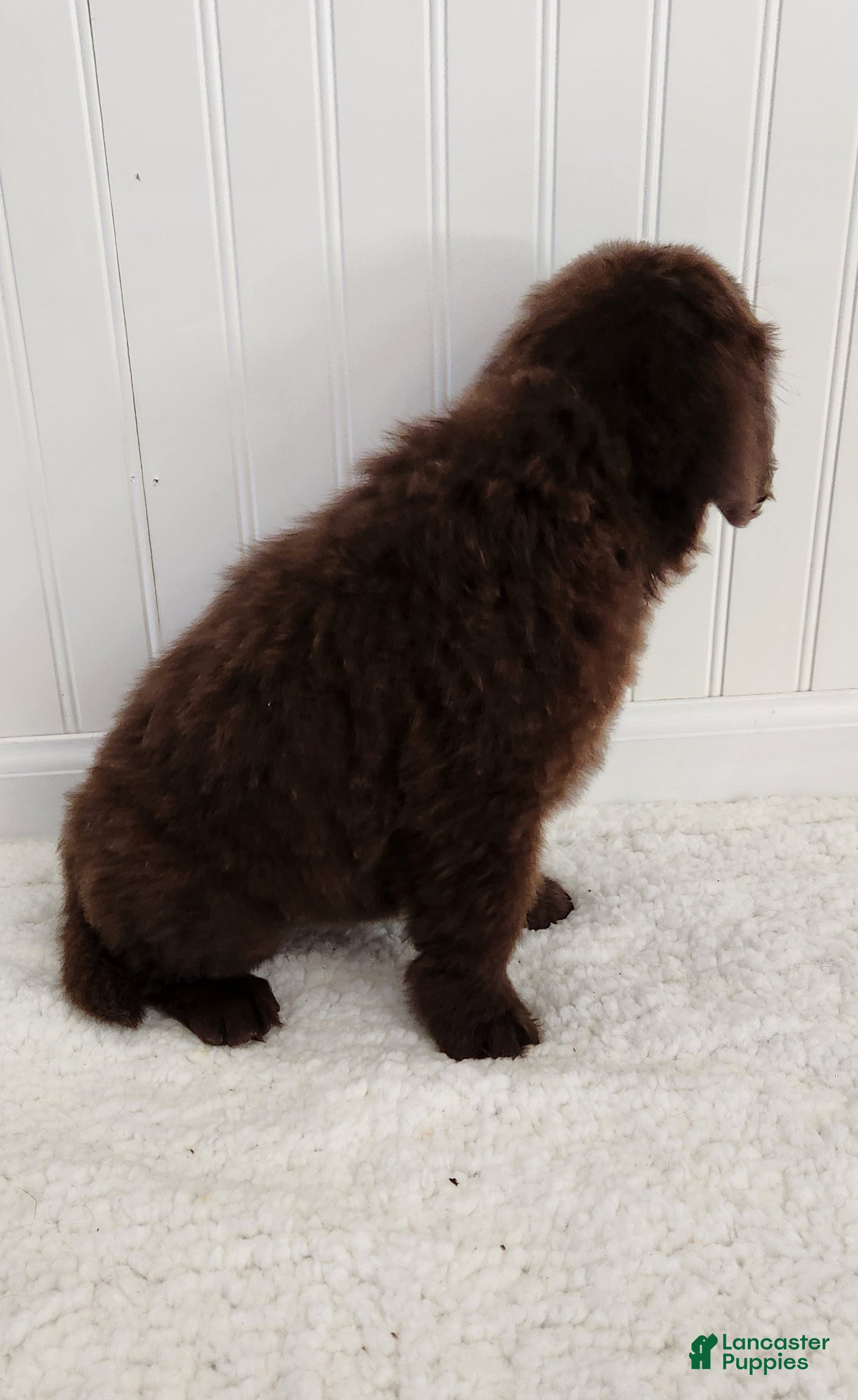 Newfoundland dogs for sale: Emma - Ad 2