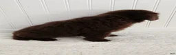 Newfoundland dogs for sale: Emma - Ad 2