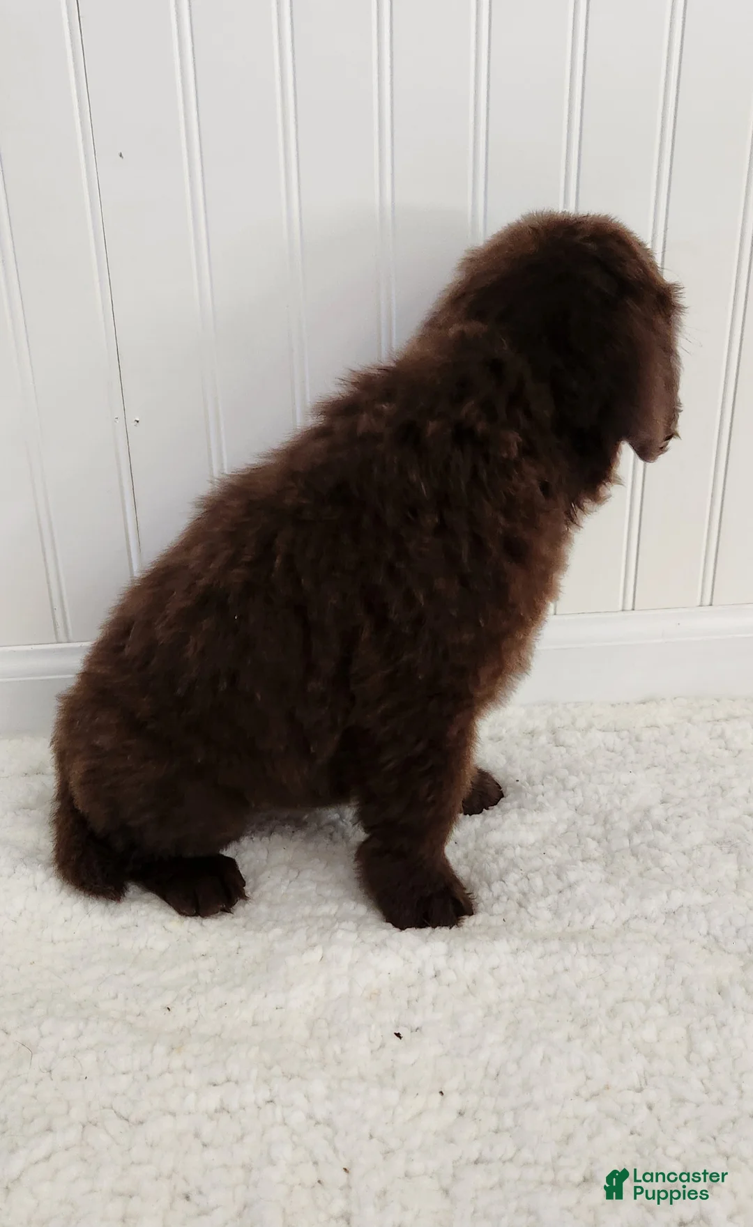 Newfoundland dogs for sale: Emma - Ad 2