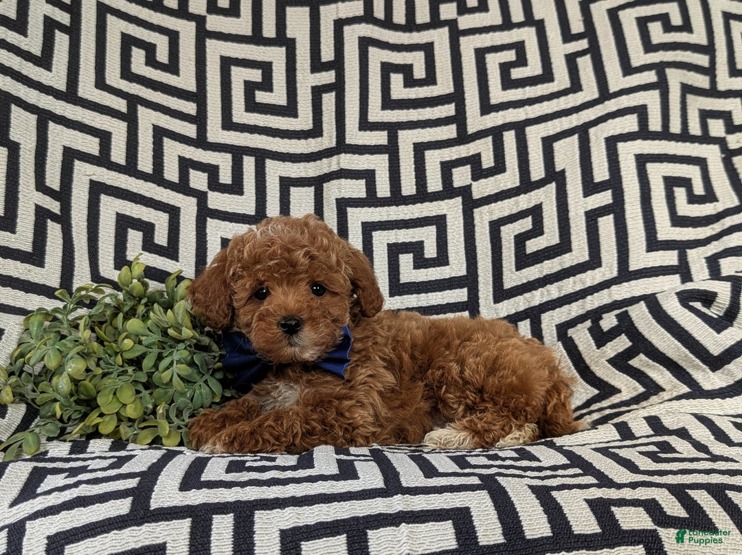 Maltipoo dogs for sale: Daine - Ad 6