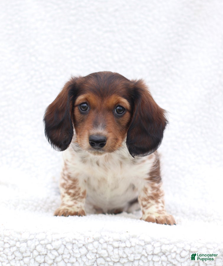 Miniature Dachshund dogs for sale: Piper - Ad 3