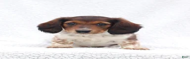Piper