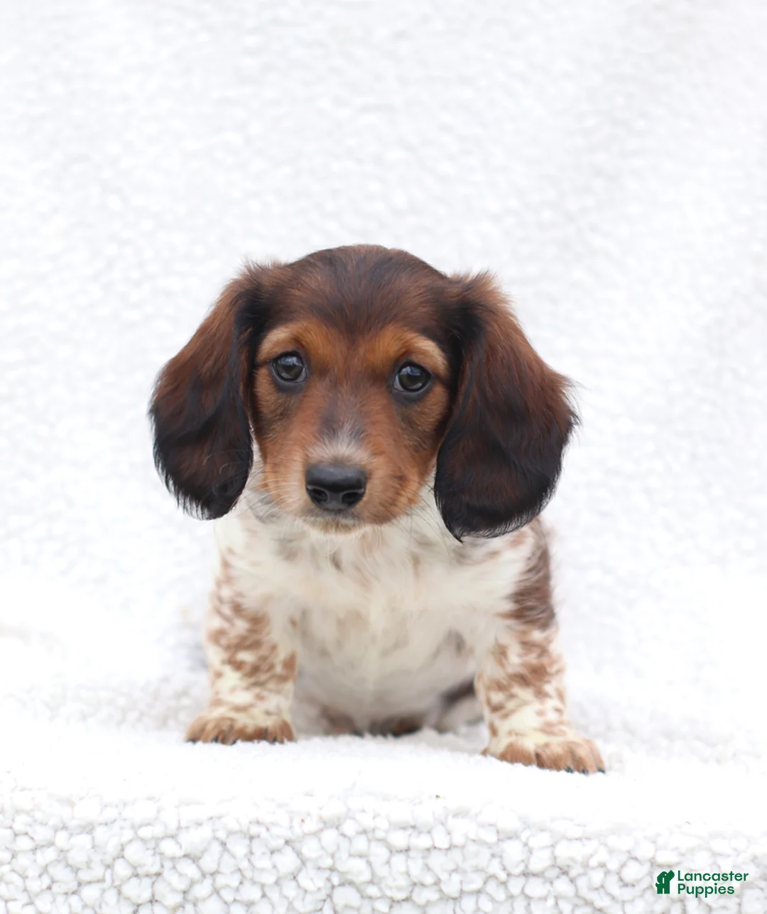 Miniature Dachshund dogs for sale: Piper - Ad 1