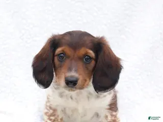 Miniature Dachshund dogs for sale: Piper - Ad 3