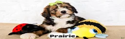 Bernedoodle dogs for sale: Prairie - Ad 14