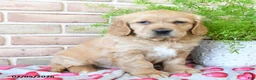 Miniature Golden Retriever dogs for sale: Romeo - Ad 1