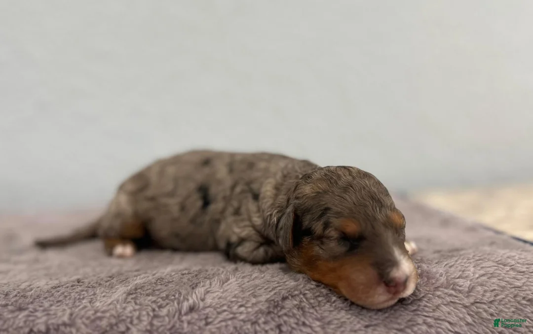 Mini Goldendoodle dogs for sale: Remmy - Ad 2