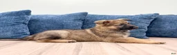 German Shepherd dogs for sale: Moby - Ad 3