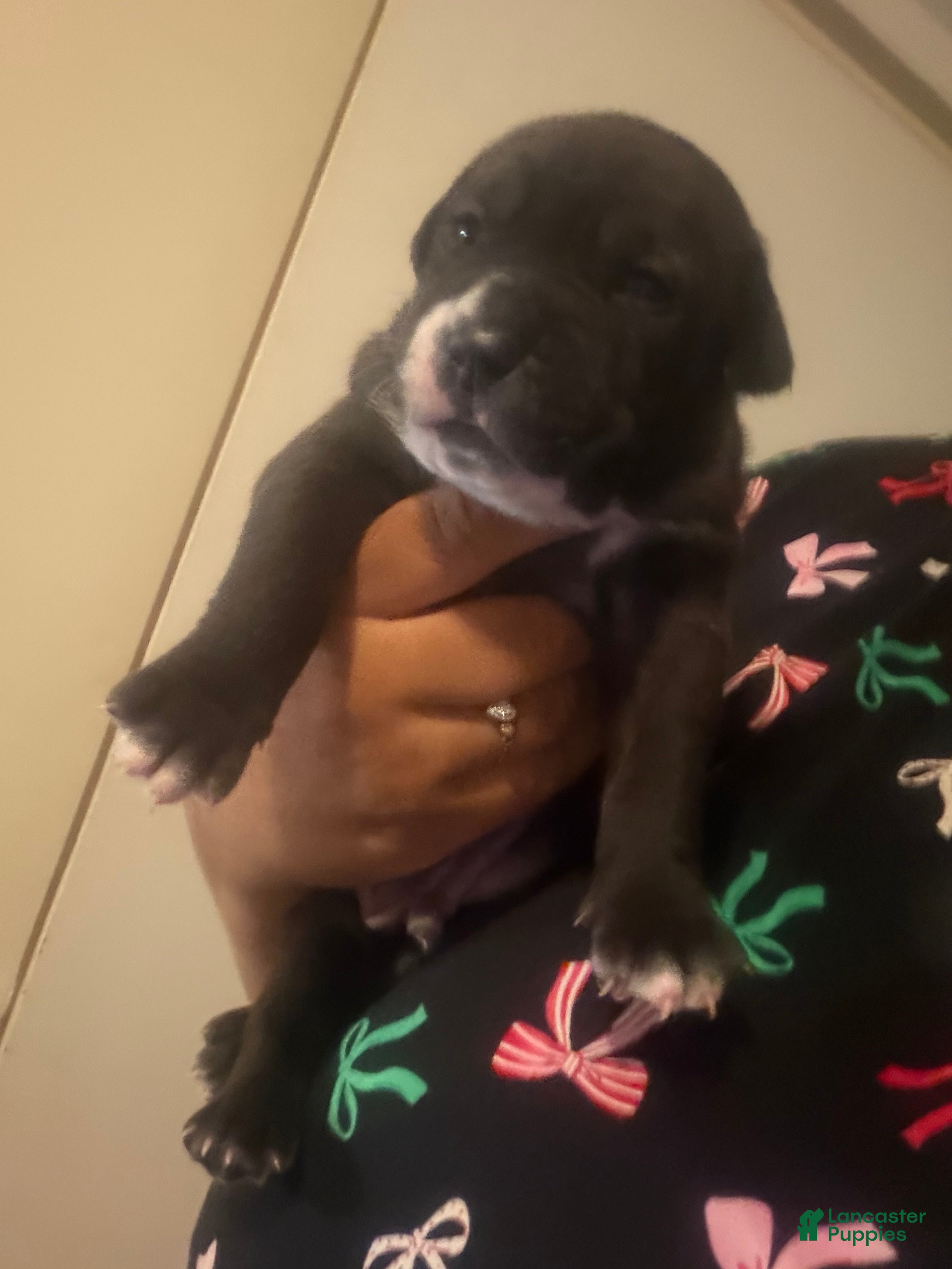 American Staffordshire Terrier dogs American Staffordshire Terrier 1 - Ad 4