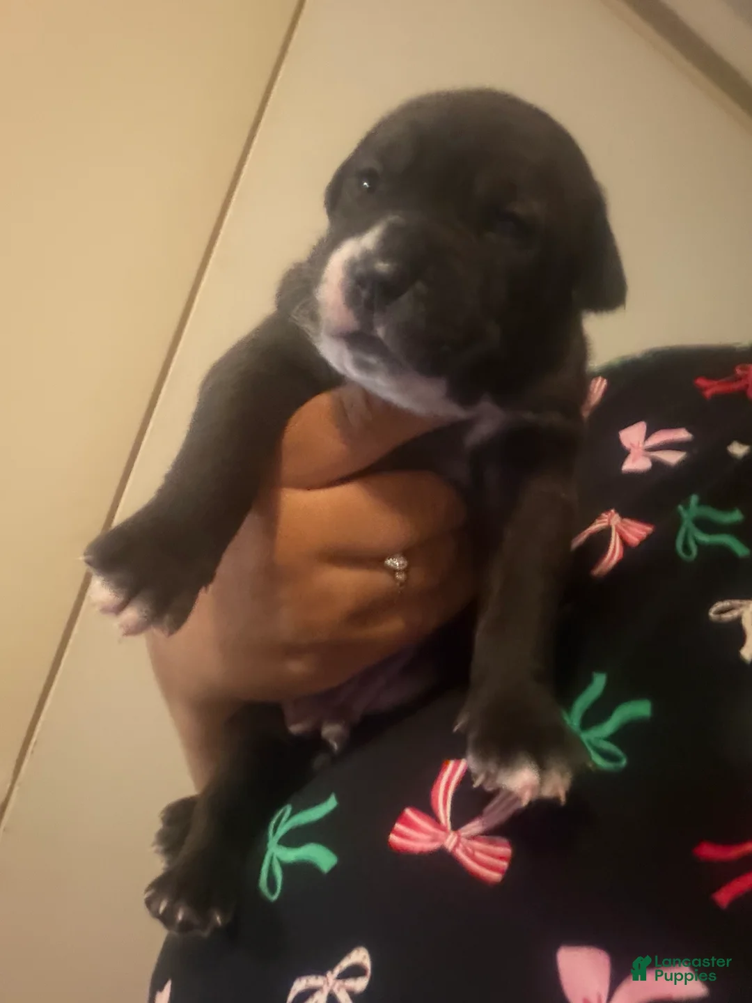 American Staffordshire Terrier dogs for sale: American Staffordshire Terrier 1 - Ad 1