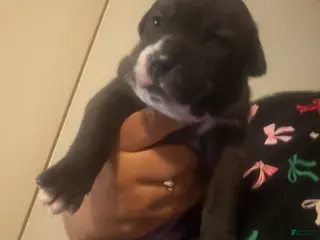 American Staffordshire Terrier dogs American Staffordshire Terrier 1 - Ad 5