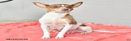 Rat Terrier dogs for sale: Tony - Ad 4