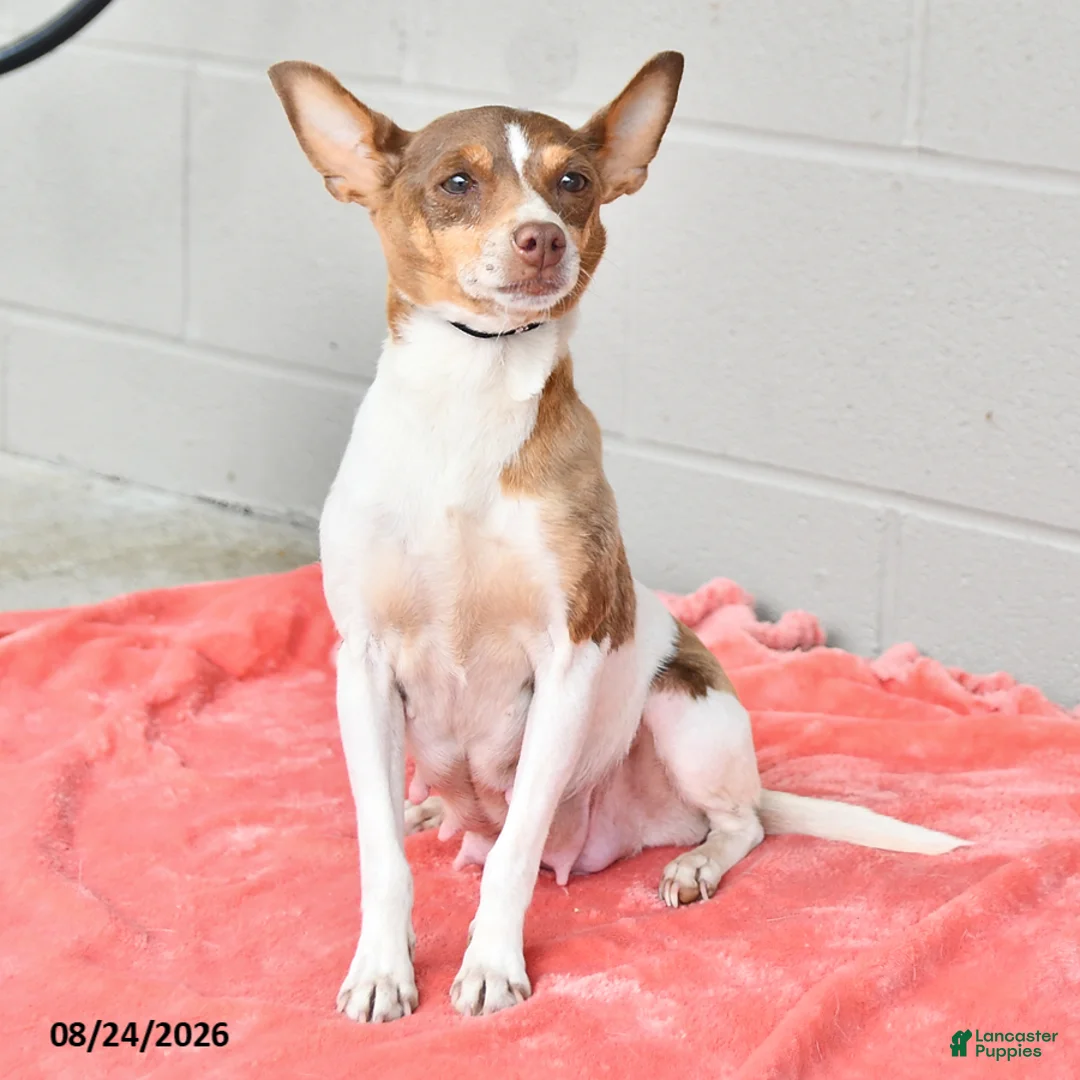Rat Terrier dogs for sale: Tony - Ad 4