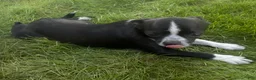 Chihuahua dogs for sale: Blackie - Ad 7